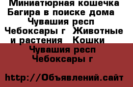 Миниатюрная кошечка Багира в поиске дома - Чувашия респ., Чебоксары г. Животные и растения » Кошки   . Чувашия респ.,Чебоксары г.